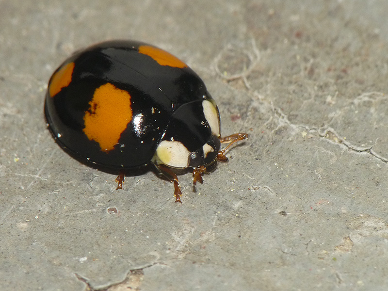 Coccinellidae: Harmonia axyridis